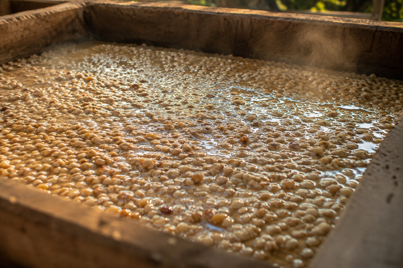 Fermentation: The Biology Behind the Flavour