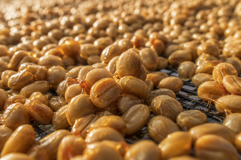 Honey Processing: Controlled Sweetness Between Two Extremes