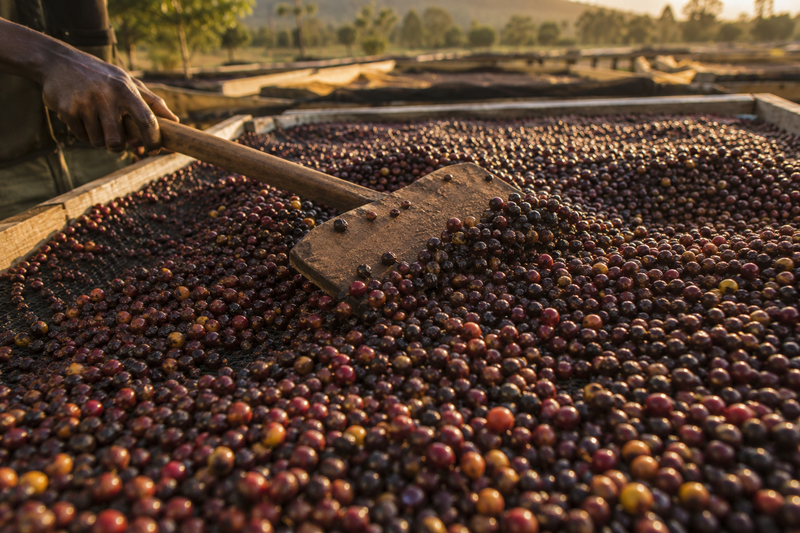 Natural Processing: Sweetness, Risk, and Fruit-Driven Complexity