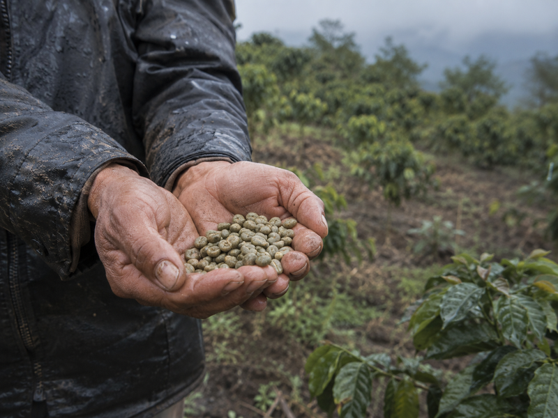 Price, Volatility, and Risk: The Economics Behind the Cup