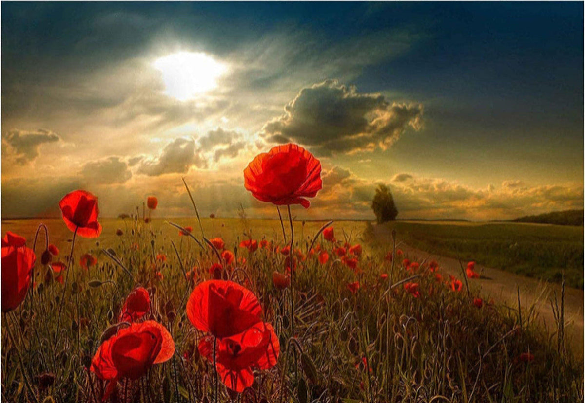 Field of red poppies with a dramatic sky and sun.